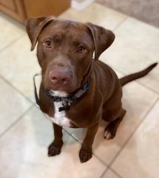 Rescue Chocolate Labrador Retriever Dogs for Adoption in Pasco, Washington - Bob | PetCurious