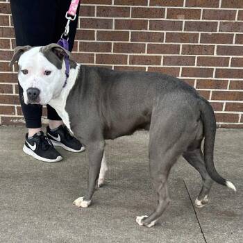 Rescue Pit Bull Terrier Dogs for Adoption in Waterloo, Iowa - Patty | PetCurious