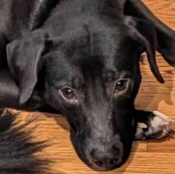 Black Labrador Retriever Dogs Available for Adoption - PICKLES | PetCurious