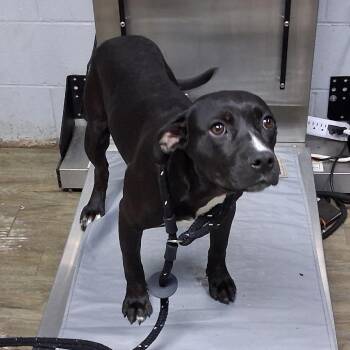 Kika -  Mixed Breed Dog for Adoption in Summerville, South Carolina - Kika | PetCurious