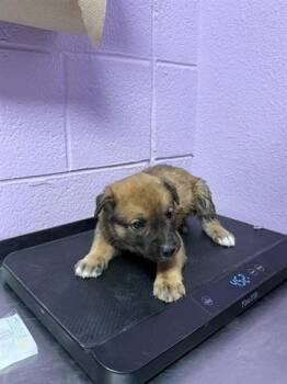 Mixed Breed Dogs Available for Adoption - 60576515 | PetCurious