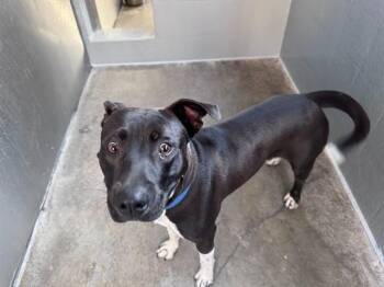 DUBS -  Pit Bull Terrier and Mixed Breed Dog for Adoption in Santa Monica, California - DUBS | PetCurious