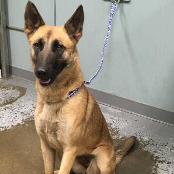 Layla -  Belgian Shepherd Malinois and Mixed Breed Dog for Adoption in Greenville, South Carolina - Layla | PetCurious