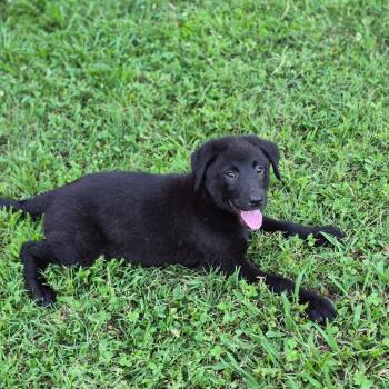 Big Sister -  Black Labrador Retriever and German Shepherd Dog Dog for Adoption in Pinson, Tennessee - Big Sister | PetCurious