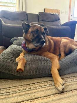 Rescue German Shepherd Dog Dogs for Adoption in Sun Prairie, Wisconsin - Pam | PetCurious