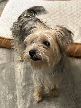 Yorkshire Terrier Dogs Available for Adoption in Ellijay, Georgia - Mako | PetCurious