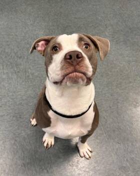 Papillon -  Pit Bull Terrier Dog for Adoption in Richmond, Virginia - Papillon | PetCurious