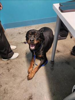 Rescue Rottweiler Dogs for Adoption in Houston, Texas - AXEL | PetCurious
