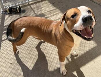 Pit Bull Terrier Dogs Available for Adoption in Aurora, Illinois - DIESEL | PetCurious