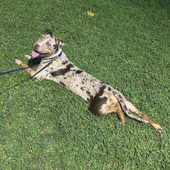 Dot -  Pit Bull Terrier and Catahoula Leopard Dog Dog for Adoption in Tempe, Arizona - Dot | PetCurious