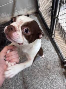 Boston Terrier Dogs Available for Adoption in Silsbee, Texas - Hamilton #A-141621 | PetCurious