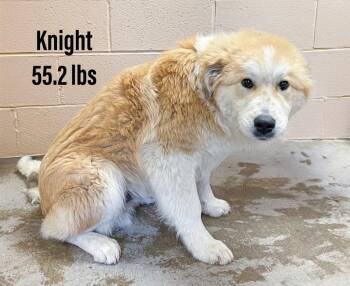Great Pyrenees Dogs Available for Adoption - Knight | PetCurious