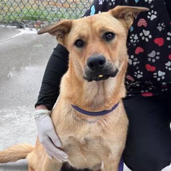 Mixed Breed Dogs Available for Adoption in Winston-salem, North Carolina - Susan | PetCurious
