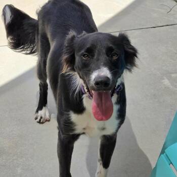 Rory -  Border Collie and Mixed Breed Dog for Adoption in Freeport, Florida - Rory | PetCurious