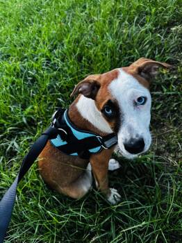 BLUE -  Husky Dog for Adoption in Fosters, Alabama - BLUE | PetCurious