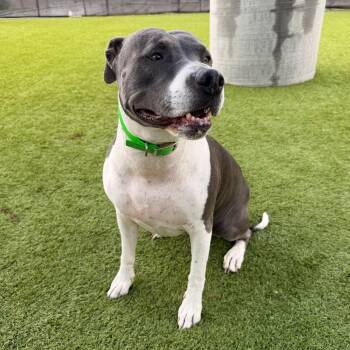 Eliza -  Pit Bull Terrier Dog for Adoption in Idaho Falls, Idaho - Eliza | PetCurious
