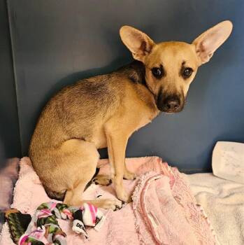 Rescue Chihuahua and German Shepherd Dog Dogs for Adoption in Camarillo, California - COOKIE | PetCurious