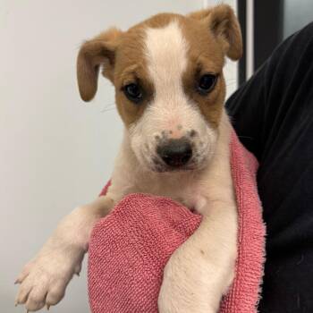 Pit Bull Terrier and Cattle Dog Dogs Available for Adoption in Abilene, Texas - Amiga | PetCurious