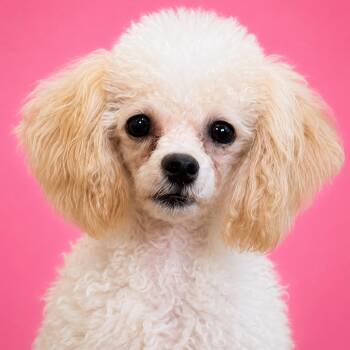 Lulu -  Miniature Poodle Dog for Adoption in Mankato, Minnesota - Lulu | PetCurious