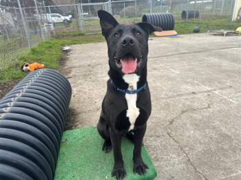 YOGI -  Labrador Retriever and Pit Bull Terrier Dog for Adoption in Mckinleyville, California - YOGI | PetCurious