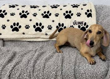 Wylie -  Dachshund Dog for Adoption in York, South Carolina - Wylie | PetCurious