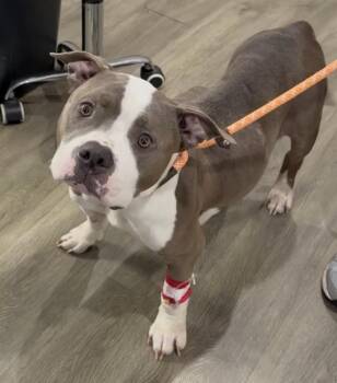 Prada -  American Bulldog Dog for Adoption in Mendham, New Jersey - Prada | PetCurious
