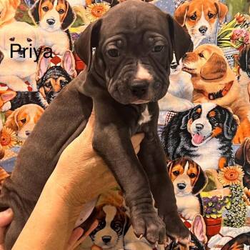 Priya -  Hound and Mixed Breed Dog for Adoption in Pinellas Park, Florida - Priya | PetCurious