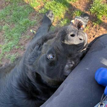 Newfoundland Dog Dogs Available for Adoption - Duchess | PetCurious