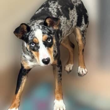 Catahoula Leopard Dog Dogs Available for Adoption in Reno, Nevada - Bluey | PetCurious