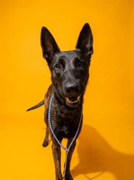 DRAX -  Mixed Breed Dog for Adoption in Jacksonville, Florida - DRAX | PetCurious