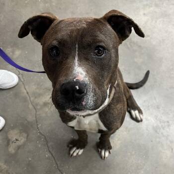 Terrier Dogs Available for Adoption - Goliath | PetCurious