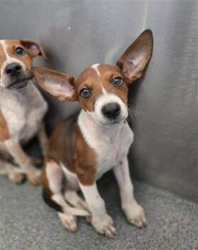 ORIN -  Mixed Breed Dog for Adoption in Dallas, Texas - ORIN | PetCurious