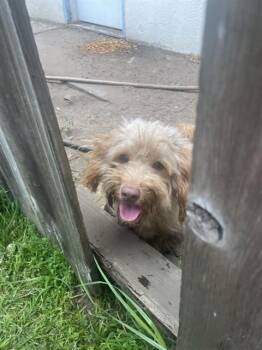 KIKI -  Poodle and Chihuahua Dog for Adoption in Alameda, California - KIKI | PetCurious