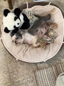 Skylar -  Shih Tzu Dog for Adoption - Skylar | PetCurious