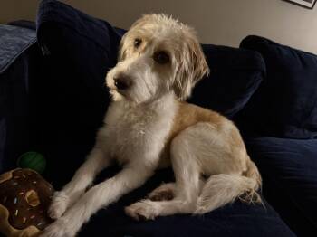 Mixed Breed Dogs Available for Adoption - Willow Grace | PetCurious