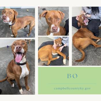 Retriever and Mixed Breed Dogs Available for Adoption - Bo | PetCurious