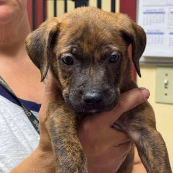 Rescue Mixed Breed Dogs for Adoption in Shinnston, West Virginia - Cauliflower | PetCurious
