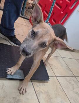 Midge -  Shepherd Dog for Adoption in El Centro, California - Midge | PetCurious