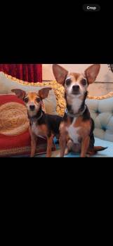 KENDALL & KYLIE -  Chihuahua Dog for Adoption in Los Angeles, California - KENDALL & KYLIE | PetCurious
