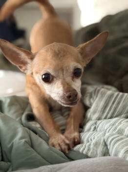 Liam -  Chihuahua Dog for Adoption in Stamford, Connecticut - Liam | PetCurious