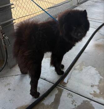 BRUCE -  Chow Chow Dog for Adoption in Stockton, California - BRUCE | PetCurious