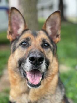 German Shepherd Dog Dogs Available for Adoption in Springfield, Illinois - Lexy | PetCurious