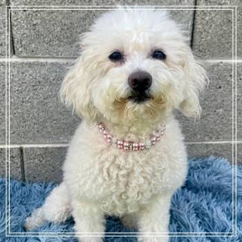 Rescue Bichon Frise Dogs for Adoption in Chandler, Arizona - Floof | PetCurious