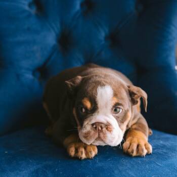 English Bulldog Dogs Available for Adoption - Reptar | PetCurious