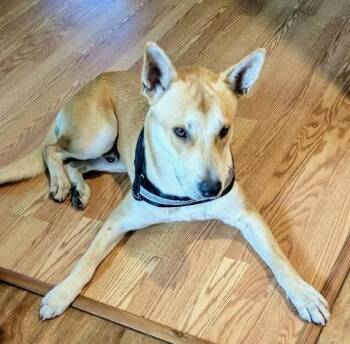 Lucky Buck -  Carolina Dog Dog for Adoption - Lucky Buck | PetCurious