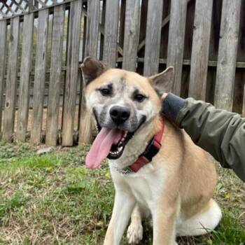 Akita Dogs Available for Adoption - Donnie | PetCurious