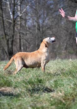 Dolly Anne -  Labrador Retriever Dog Available for Adoption in Neosho, Missouri - Dolly Anne | PetCurious