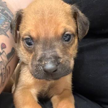 Puppy 2 -  Mixed Breed Dog for Adoption in Milton, Florida - Puppy 2 | PetCurious