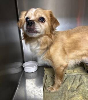 Spaniel and Terrier Dogs Available for Adoption in Warren, New Jersey - Apollo | PetCurious