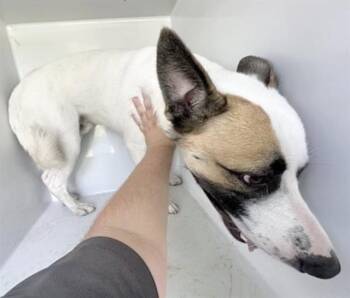 A658446 -  German Shepherd Dog and Mixed Breed Dog for Adoption in Houston, Texas - A658446 | PetCurious